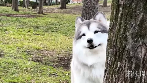 od体育 产品 095020 o4s